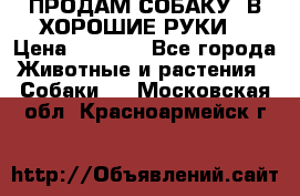 ПРОДАМ СОБАКУ  В ХОРОШИЕ РУКИ  › Цена ­ 4 000 - Все города Животные и растения » Собаки   . Московская обл.,Красноармейск г.